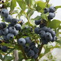 Heidelbeere 'Hortblue Petite', Vaccinium corymbosum 'Hortblue Petite'