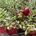 Cranberry 'Red Balloon', Moosbeere (bot. Vaccinium macrocarpon)