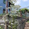 Valeriana officinalis, Valeriana officinalis