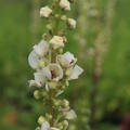 Verbascum phoeniculum 'Flush of White'