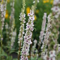 Verbascum nigrum 'Album'