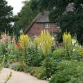 Verbascum olympicum