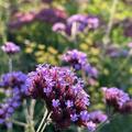 Verbena bonariensis 'Buenos Aires', Argentinisches Eisenkraut