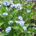 Vergissmeinnicht 'Indigo', Myosotis sylvatica