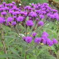 Vernonia crinita