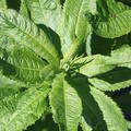 Vernonia noveboracensis 'White Lightening'