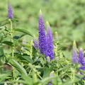 Veronica longifolia 'First Glory' (S)