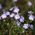 Veronica petraea 'Madame Mercier'