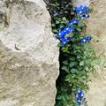 Veronica liwanensis, Veronica liwanensis