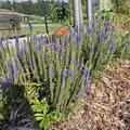 Veronica spicata 'Ulster Blue Dwarf', Veronica spicata 'Ulster Blue Dwarf'