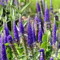 Veronica spicata 'Ulster Blue Dwarf'