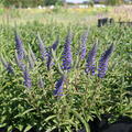 Veronica spicata nana Blauteppich