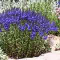 Veronica teucrium Knallblau