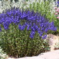 Veronica teucrium Knallblau