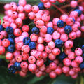 Amerikanischer Schneeball 'Brandywine' (Viburnum nudum 'Brandywine')