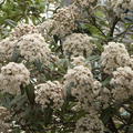 Prager Schneeball Viburnum pragense