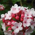 Viburnum carlesii koreantischer Duftschneeball Blte