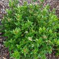 Viburnum tinus, Viburnum tinus