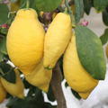 Viele reife Zitrusfrüchte der Vierjahreszeiten-Zitrone 
