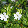 Vinca minor 'Alba'
