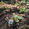 Viola sororia 'Albiflora', Viola sororia 'Albiflora'