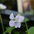 Viola sororia Freckles