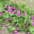 Viola sororia Rubra