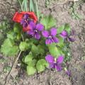 Viola sororia 'Rubra', Viola sororia 'Rubra'