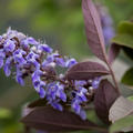 Vitex Flip Side, Mnchspfeffer Flip Side