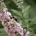 Vitex Galactic Pink, Mnchspfeffer Galactic Pink