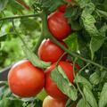 Vivagrande, Freilandtomate, Tomate, Lycopersicum, Fleischtomate