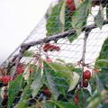 Vogelschutznetz Robusta