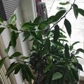 Vollblut-Mandarine 'Amoa 8', Citrus sinensis x Citrus deliciosa 'Amoa 8'