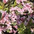 Weigela florida 'Magical Rainbow'