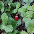 Walderdbeere, Fragaria vesca variegata vesca
