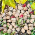 Walnuss Rosette Rote Nsse, Juglans regia