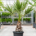 Washingtonia filifera, Stamm, im 45cm Topf, Hhe 170cm, Breite 65cm