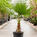 Washingtonia robusta, Stamm, im 42cm Topf, Hhe 140cm, Breite 90cm