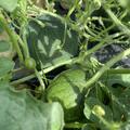 Wassermelone Blacktail Mountain (M 11) BIO, Citrullus lanatus