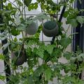 Wassermelone 'Sugar Baby', Citrullus lanatus