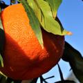 Weidenblttrige Bitterorange Citrus aurantium Salicifolia