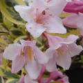 Weigela florida 'Nana Variegata', Weigelie