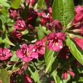 Weigelie 'Bristol Ruby', Weigela 'Bristol Ruby'