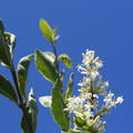 Weiss-Bunter Liguster 'Argentum'