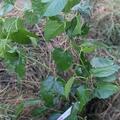 Weisse Maulbeere Bombyx 'Zuckersss', Morus alba