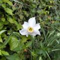 Weisse Narzisse (Dichternarzisse), Narcissus poeticus var. recurvus
