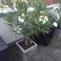 Weisser Oleander 'Mont Blanc' ber den Dchern Klner-Sden