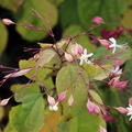 Clerodendrum trichotomum fargesii Losbaum