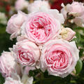 Strauchrose 'Wellenspiel'