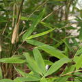 Grne Bambusbltter